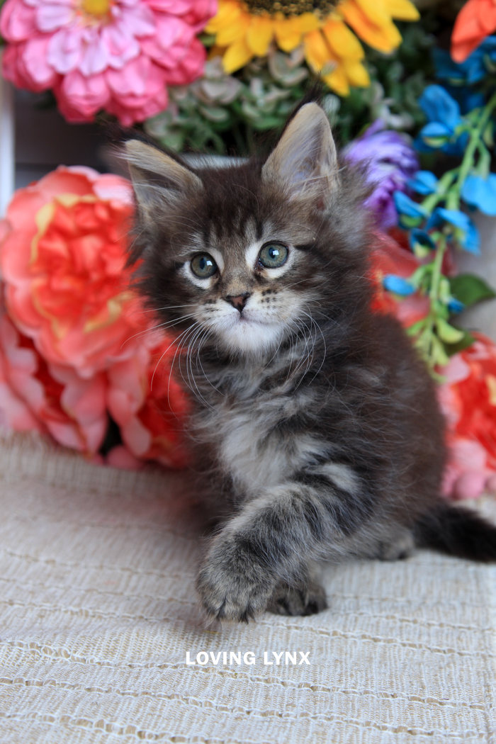 loving.lynx.maine.coon.kittens.2025-52.PNG