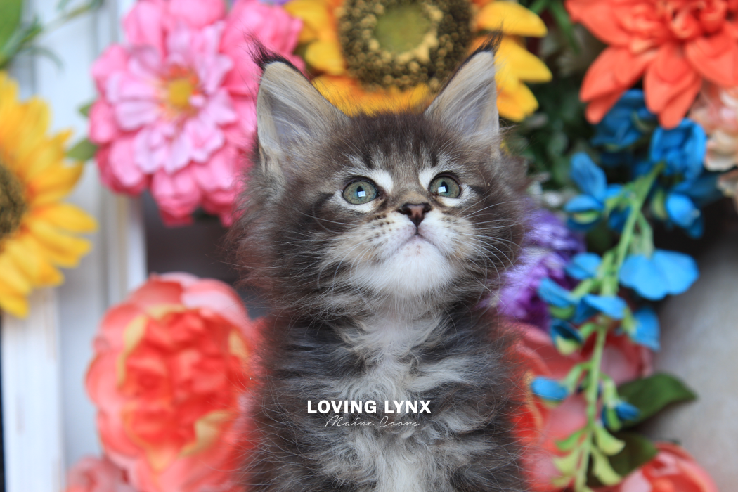loving.lynx.maine.coon.kittens.2025-53.PNG
