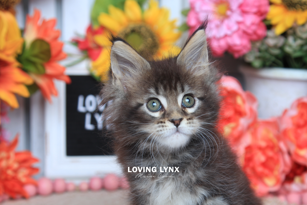 loving.lynx.maine.coon.kittens.2025-54.PNG