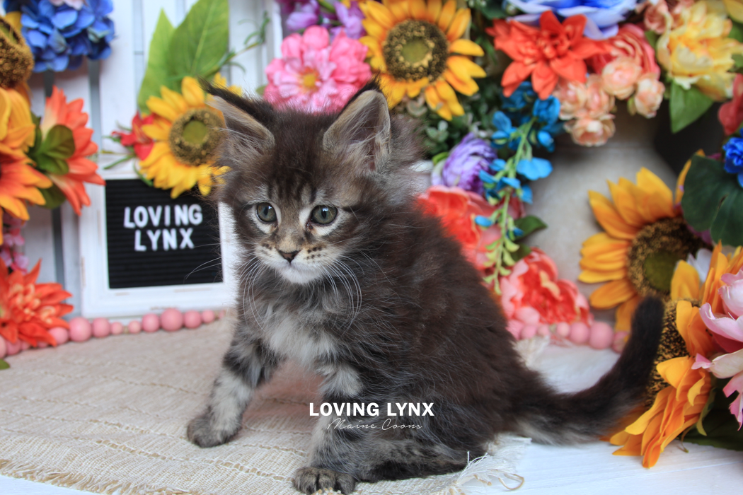 loving.lynx.maine.coon.kittens.2025-55.PNG