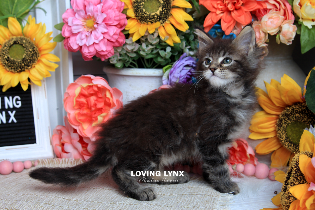 loving.lynx.maine.coon.kittens.2025-48.PNG