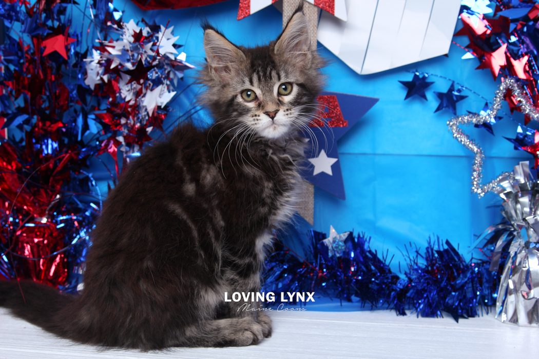loving.lynx.maine.coon.kittens.2025-184.PNG