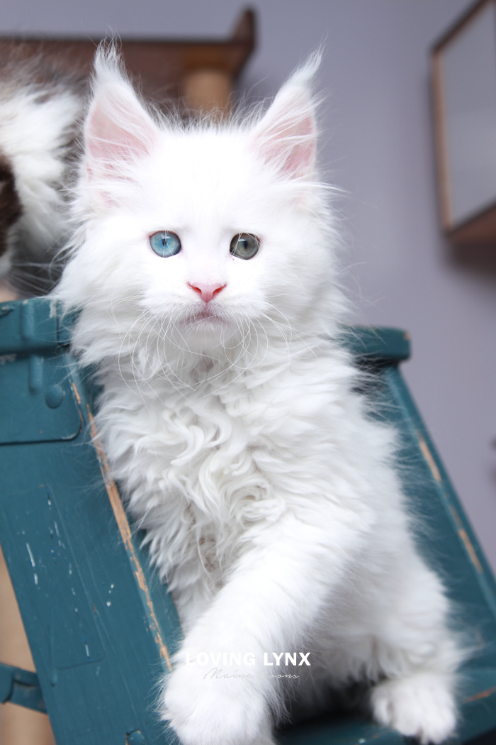 Dominant white gene (W) - White Maine Coon