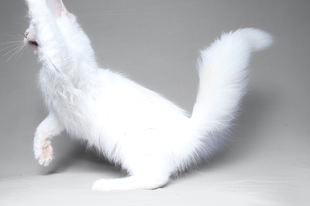 loving.lynx.maine.coon.kittens.2025-52.PNG