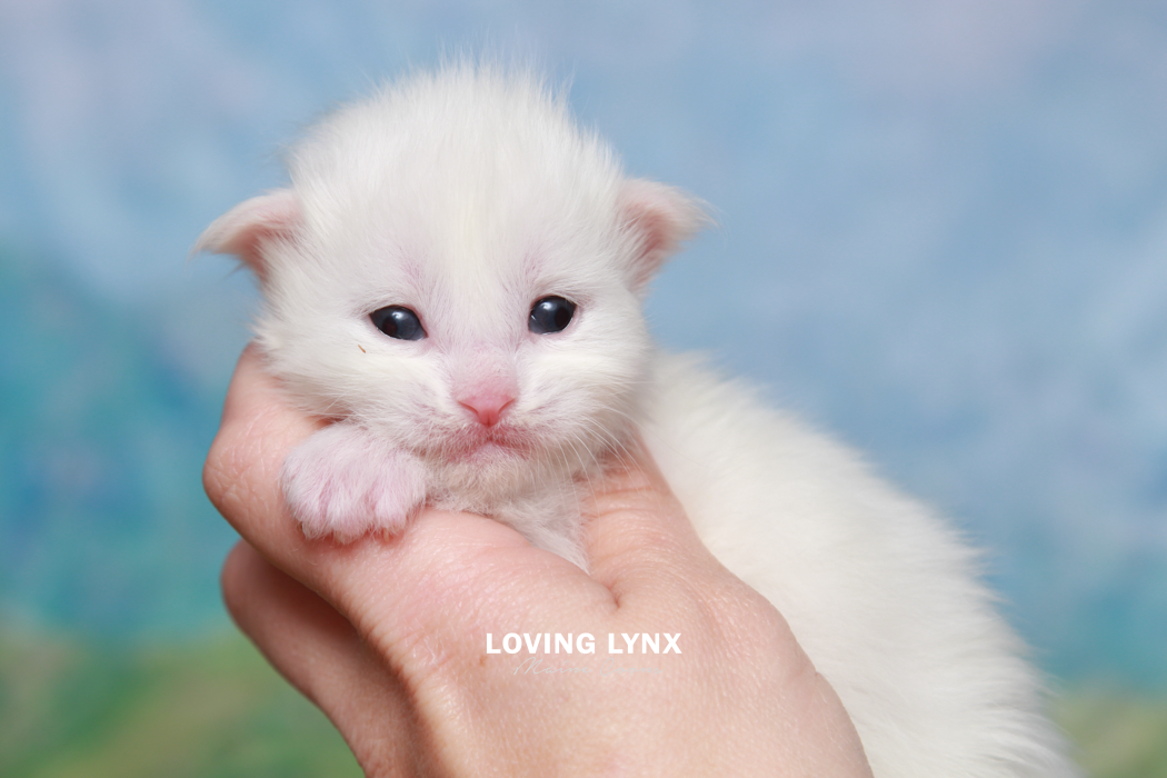 loving.lynx.maine.coon.kittens.2025-27.PNG