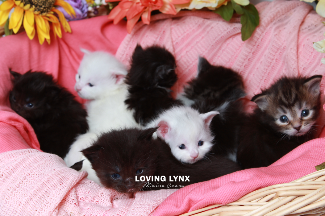 loving.lynx.maine.coon.kittens.2025-2.PNG