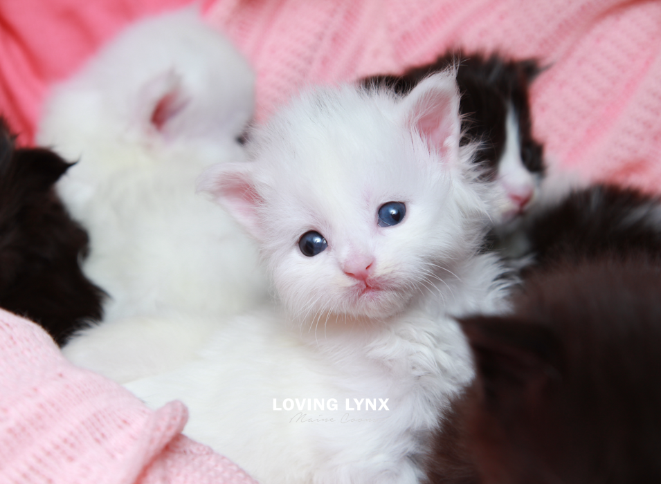 loving.lynx.maine.coon.kittens.2025-14.PNG