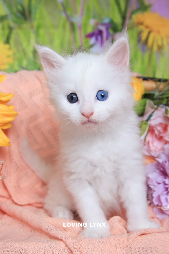 loving.lynx.maine.coon.kittens.2025-181.PNG