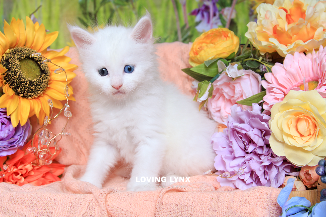 loving.lynx.maine.coon.kittens.2025-182.PNG