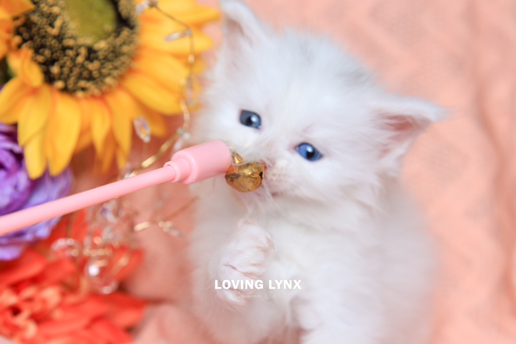 loving.lynx.maine.coon.kittens.2025-185.PNG