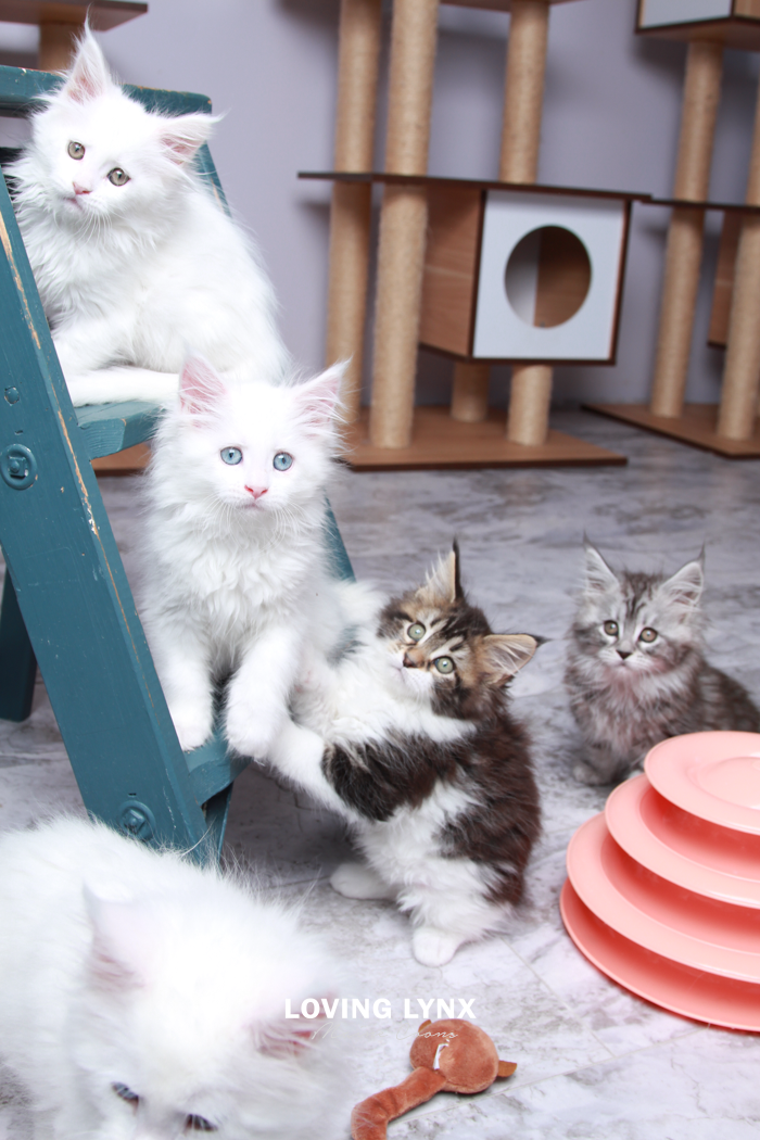loving.lynx.maine.coon.kittens.2025-44.PNG