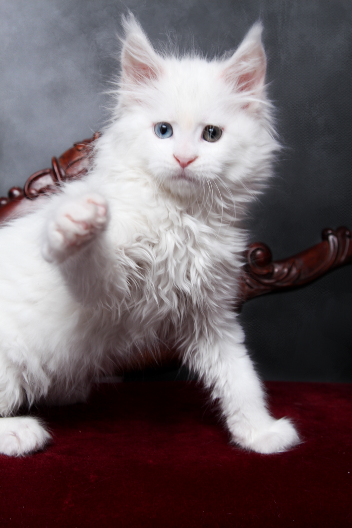 loving.lynx.maine.coon.kittens.2025-103.PNG