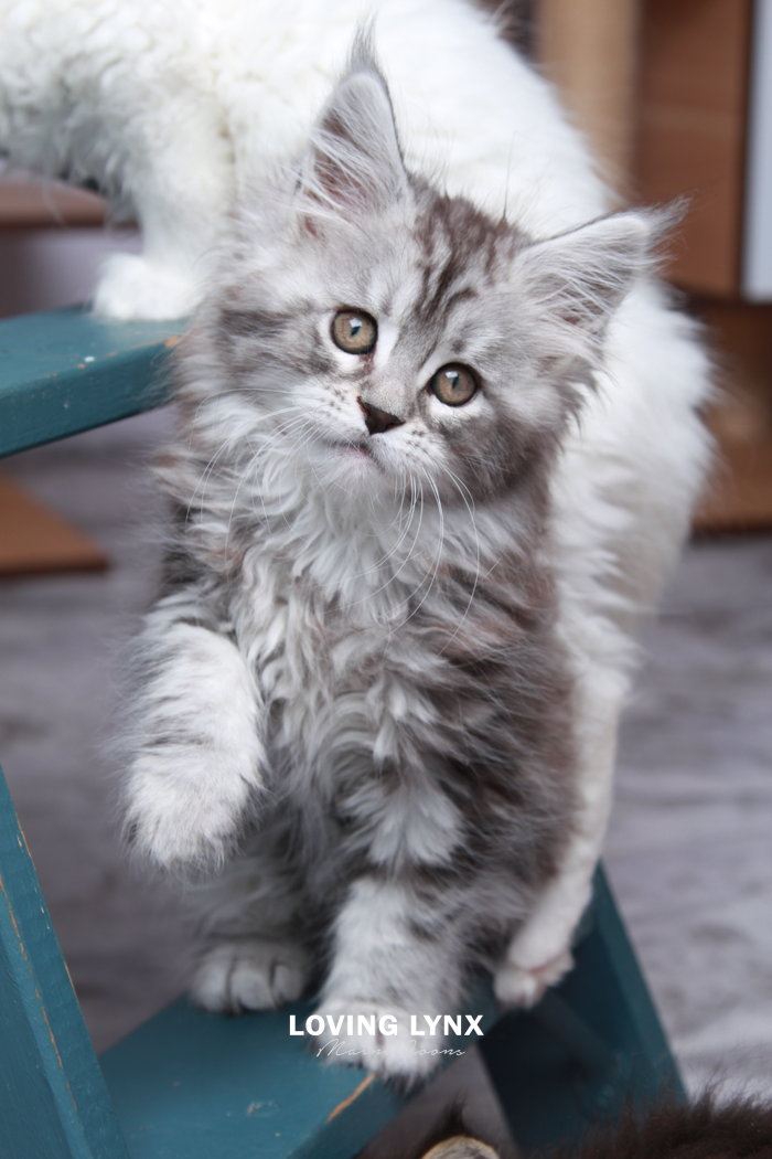 loving.lynx.maine.coon.kittens.2025-71.PNG