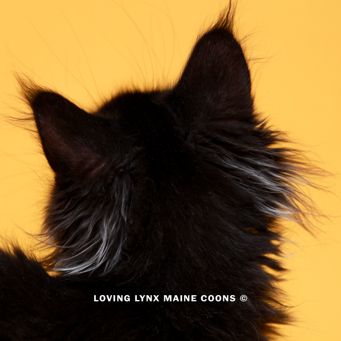 loving.lynx.maine.coon.kittens.2025-261.PNG