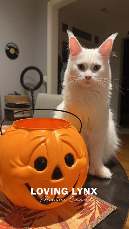 goast-lovinglynxmainecoons-6.PNG