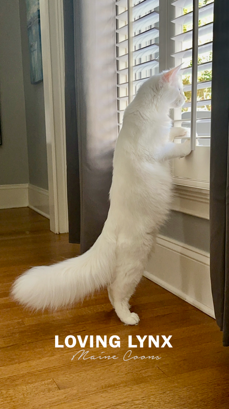 goast-lovinglynxmainecoons-3.PNG