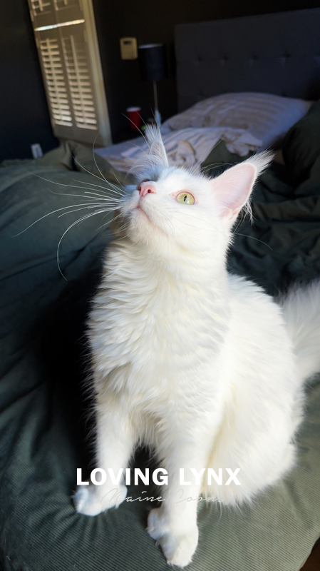 goast-lovinglynxmainecoons-4.PNG