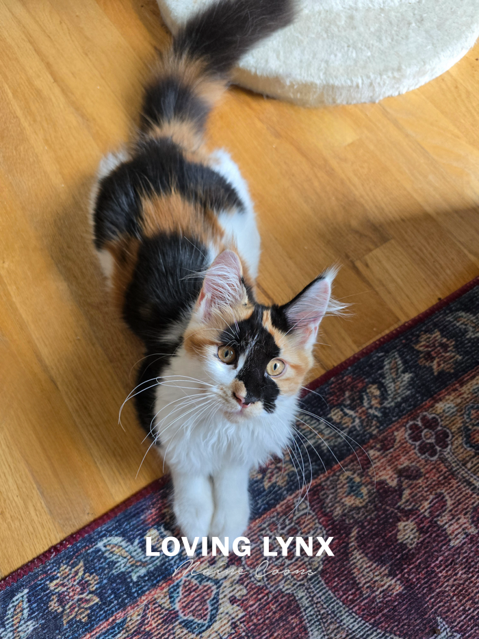 Red Hot Rainbow, Maine Coon Kitten
