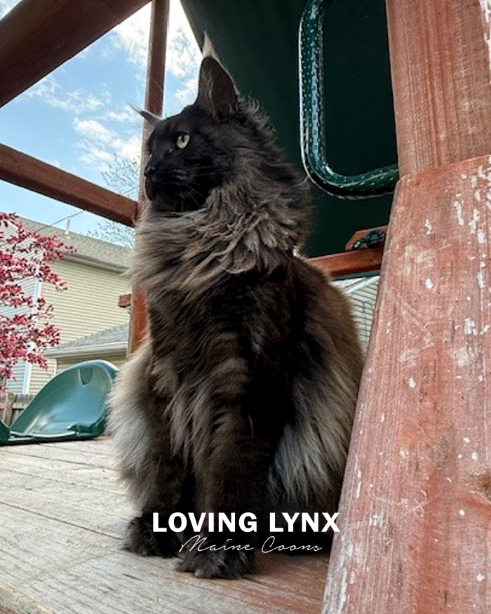 loving.lynx.maine.coon.kittens.2025-53.PNG