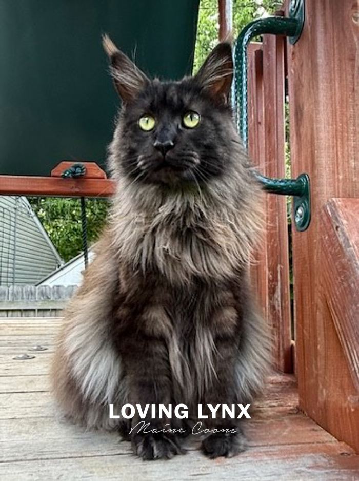loving.lynx.maine.coon.kittens.2025-54.PNG