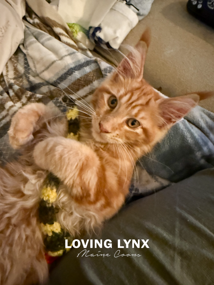 Red Hot Rad, Maine Coon Kitten