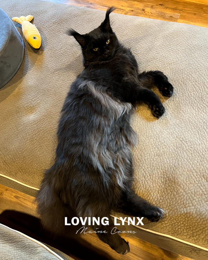 loving.lynx.maine.coon.kittens.2025-50.PNG