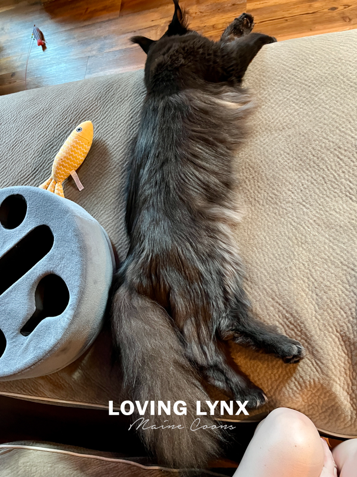 loving.lynx.maine.coon.kittens.2025-52.PNG
