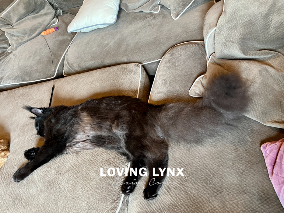 loving.lynx.maine.coon.kittens.2025-57.PNG