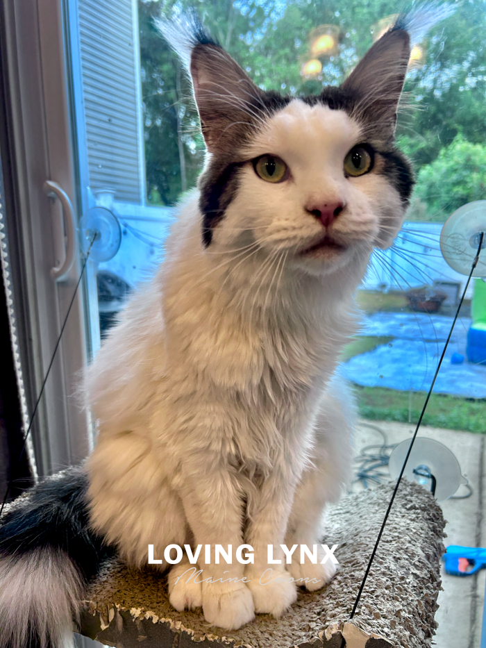 loving.lynx.maine.coon.kittens.2025-60.PNG