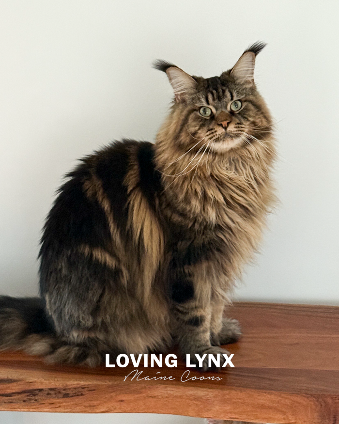 Wolverine, Brown Classic Maine Coon Kitten