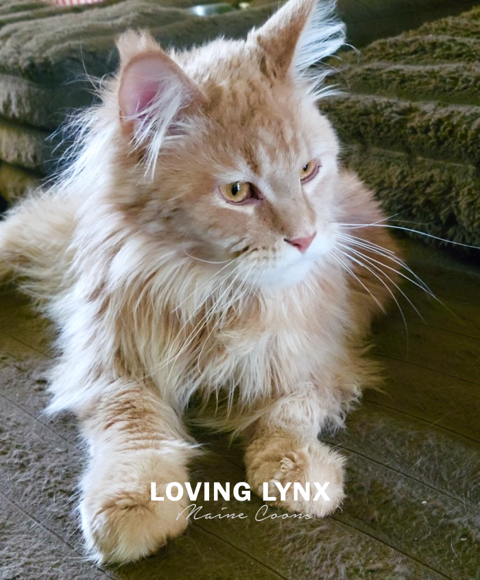 loving.lynx.maine.coon.kittens.2025-65.PNG