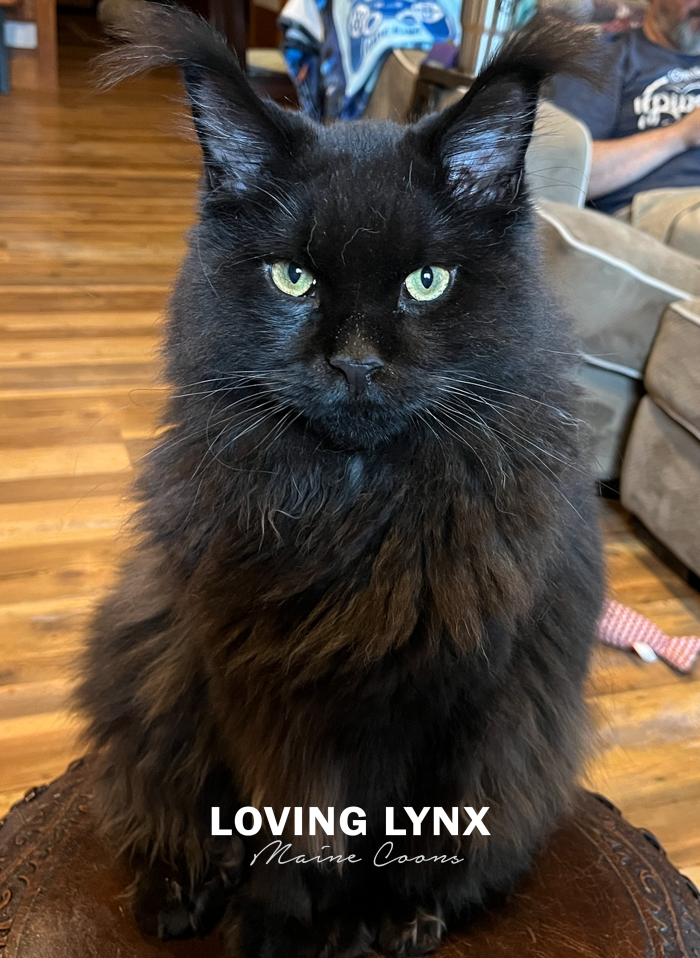 loving.lynx.maine.coon.kittens.2025-66.PNG