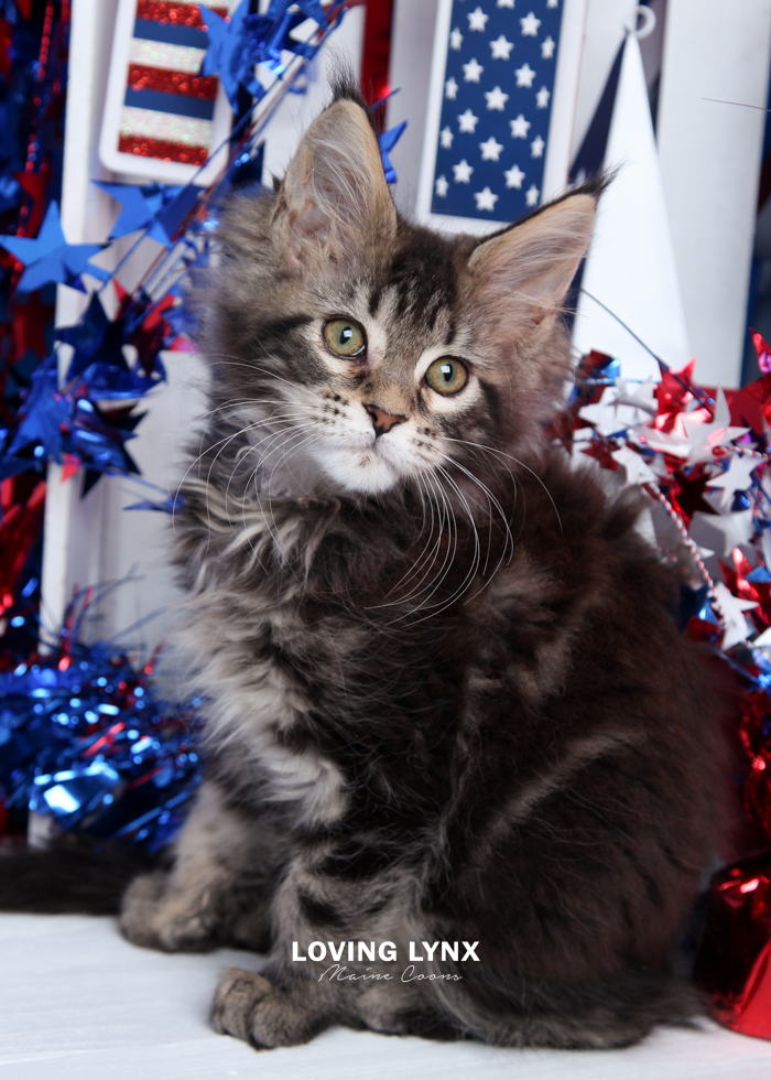 loving.lynx.maine.coon.kittens.2025-101.PNG