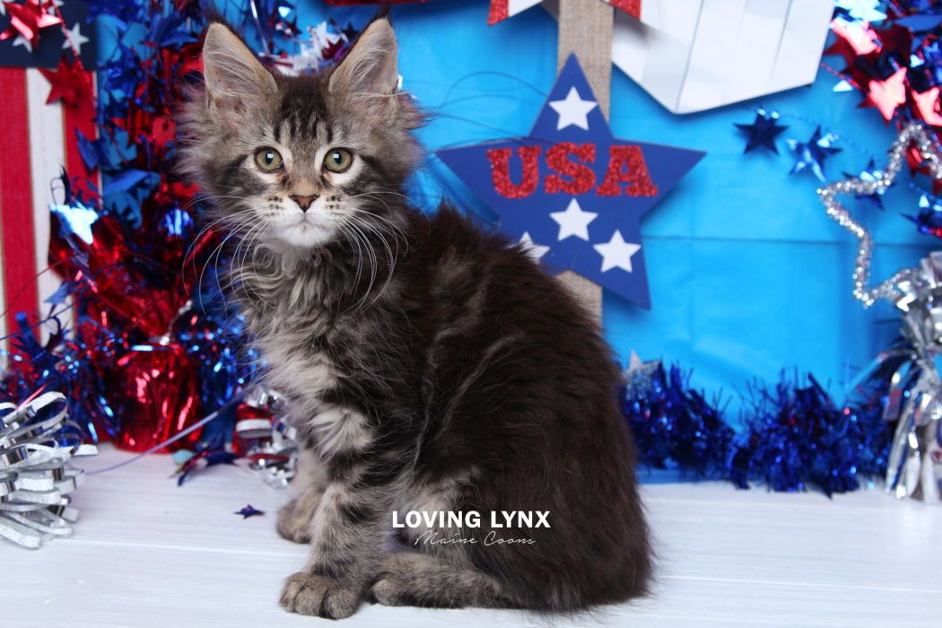 loving.lynx.maine.coon.kittens.2025-187.PNG