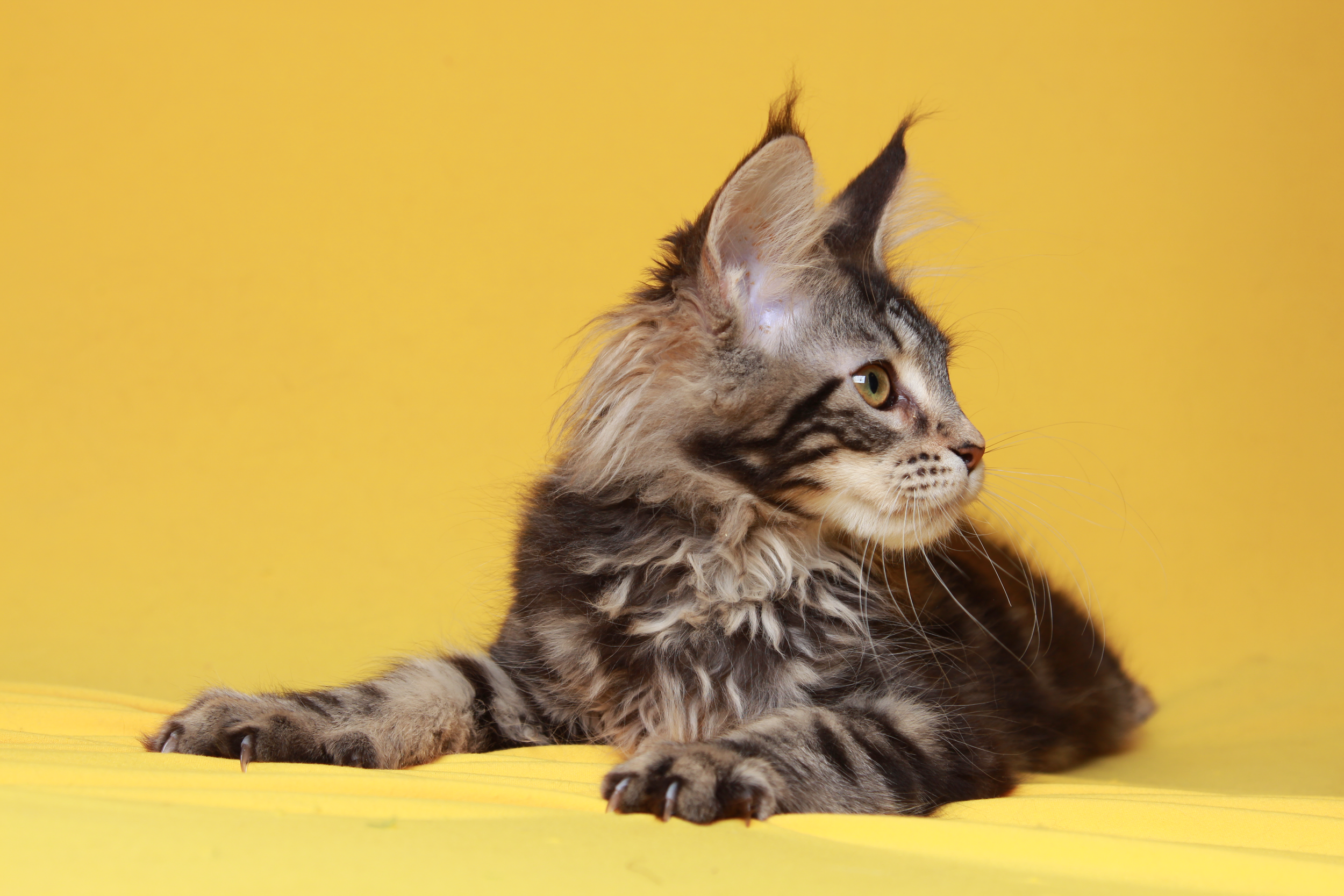 loving.lynx.maine.coon.kittens.2025-14.PNG