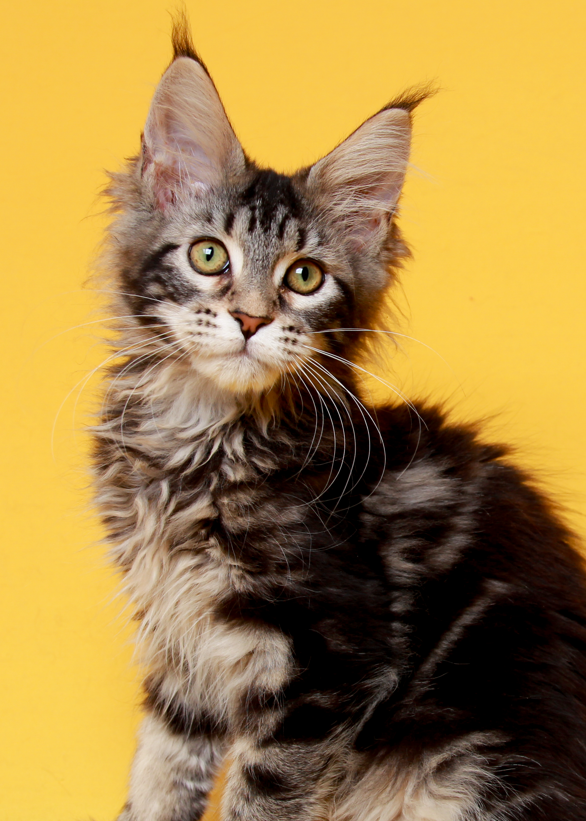 loving.lynx.maine.coon.kittens.2025-15.PNG