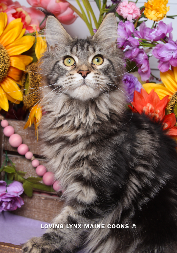 maine-coon-kittens-2025-6.PNG