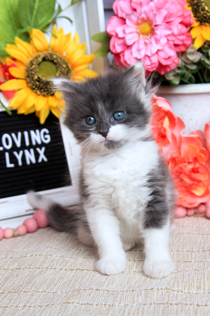 Blue Biscuit, Maine Coon Kitten
