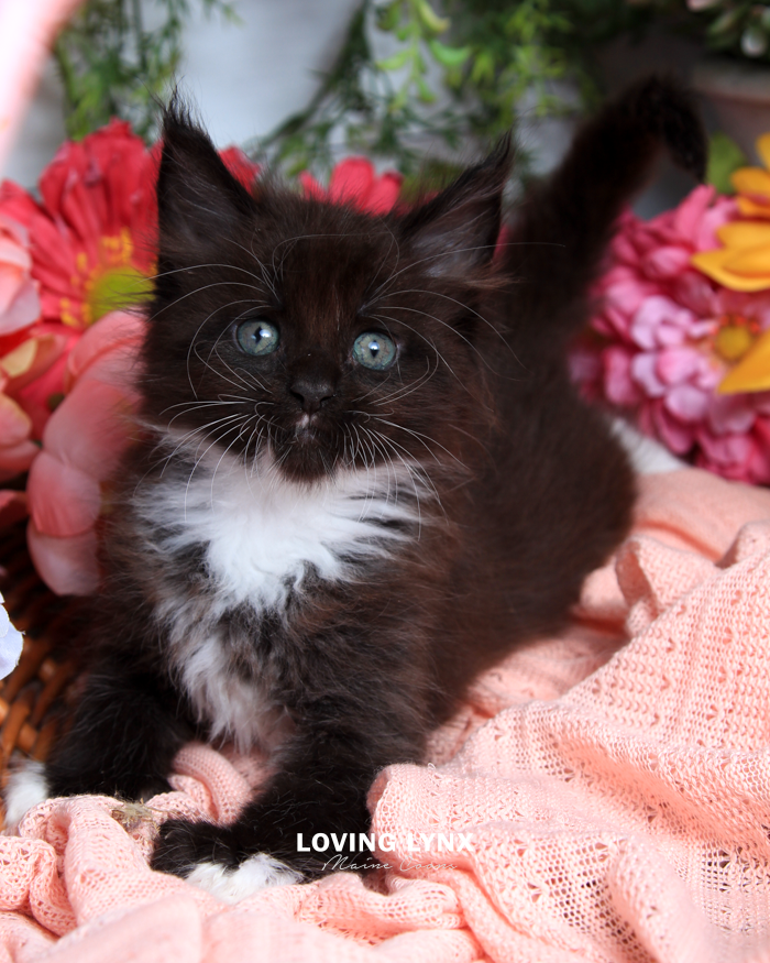 Vendetta, Maine Coon Kitten