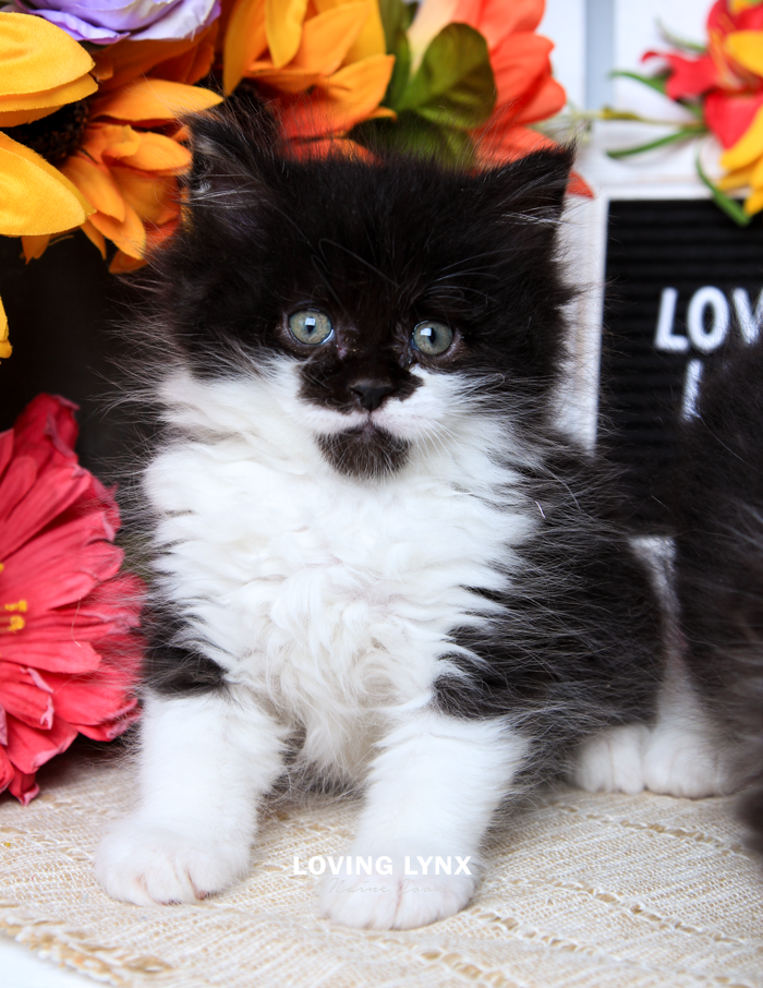 Billy The Kid - Maine Coon Kitten