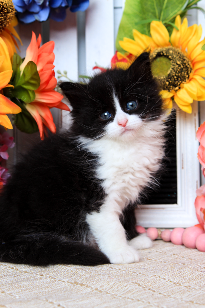 Bart The Brave, Maine Coon Kitten
