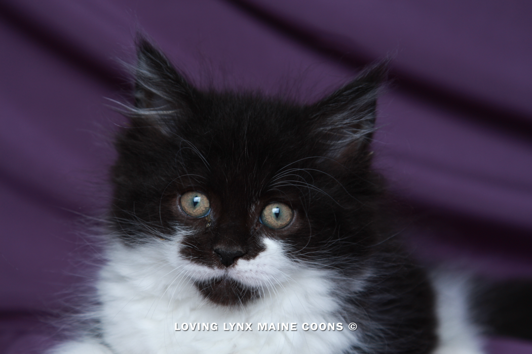 loving.lynx.maine.coon.kittens.2025-88.PNG