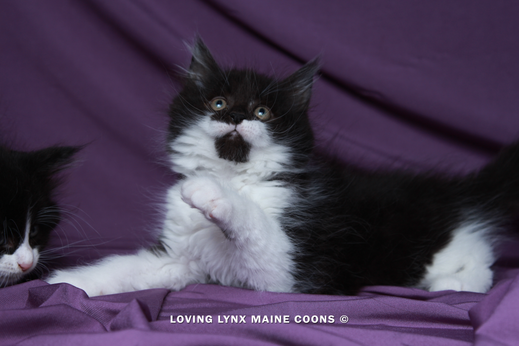 loving.lynx.maine.coon.kittens.2025-85.PNG