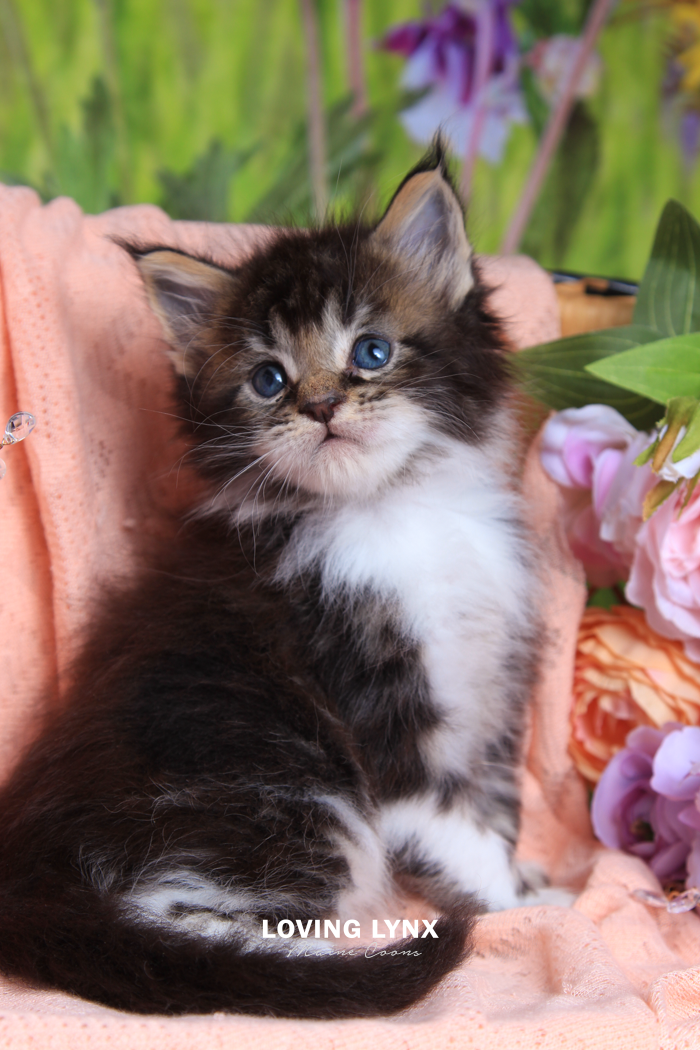 Hannibal, Maine Coon Kitten