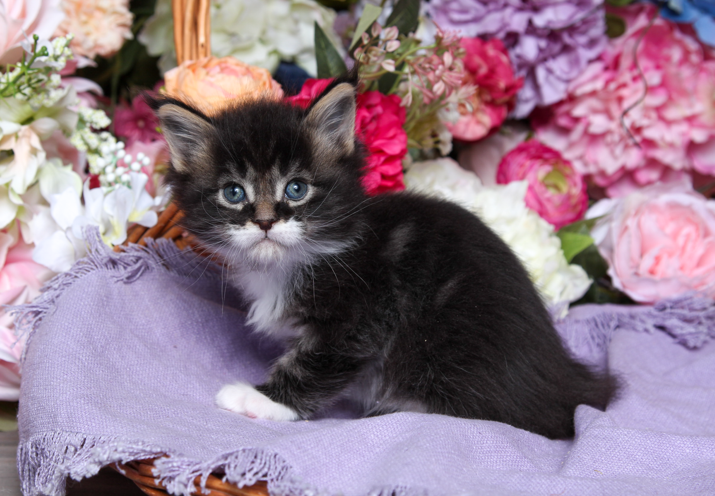 Maine Coon Kitten, Bella