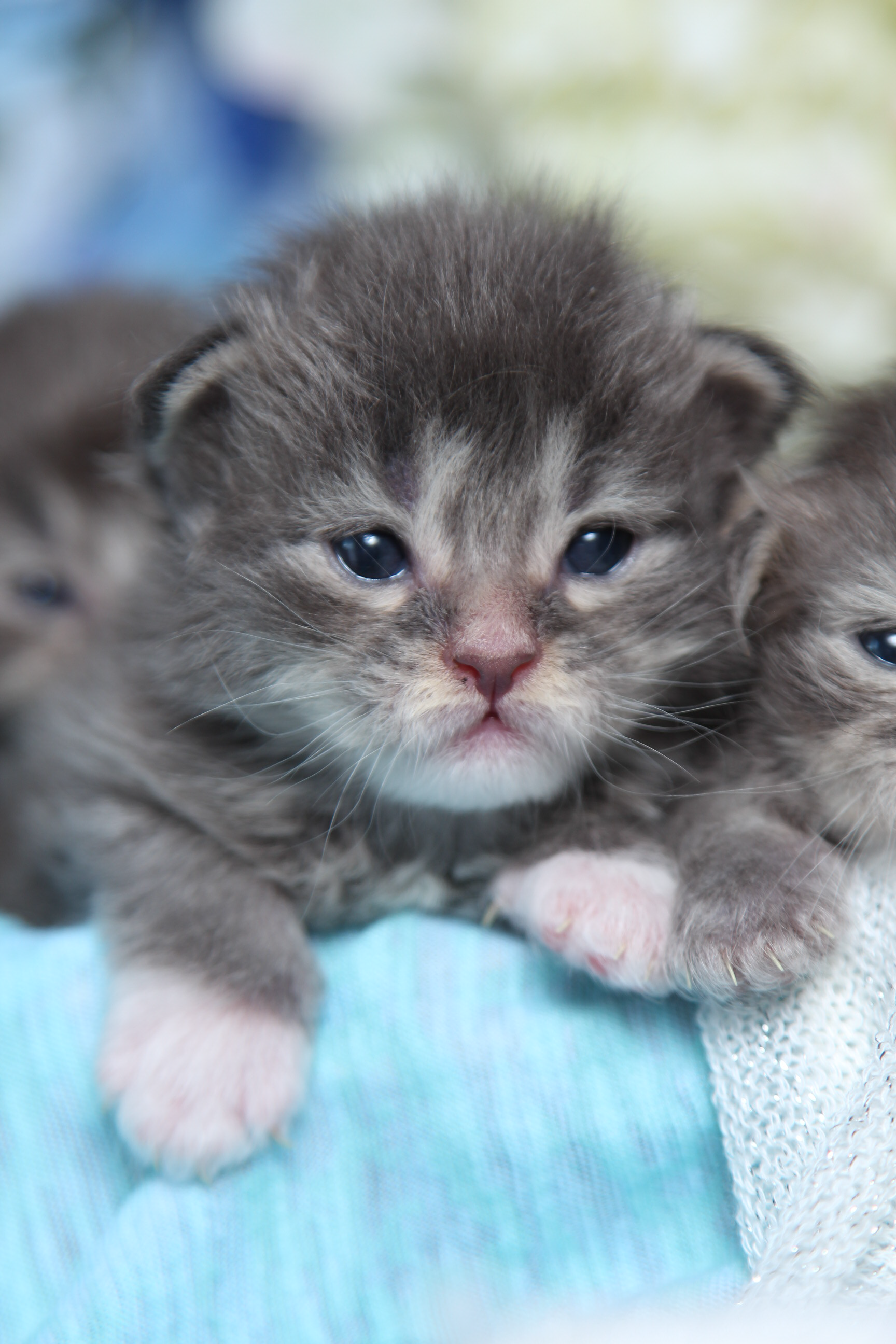 Maine Coon Kitten, Celosia