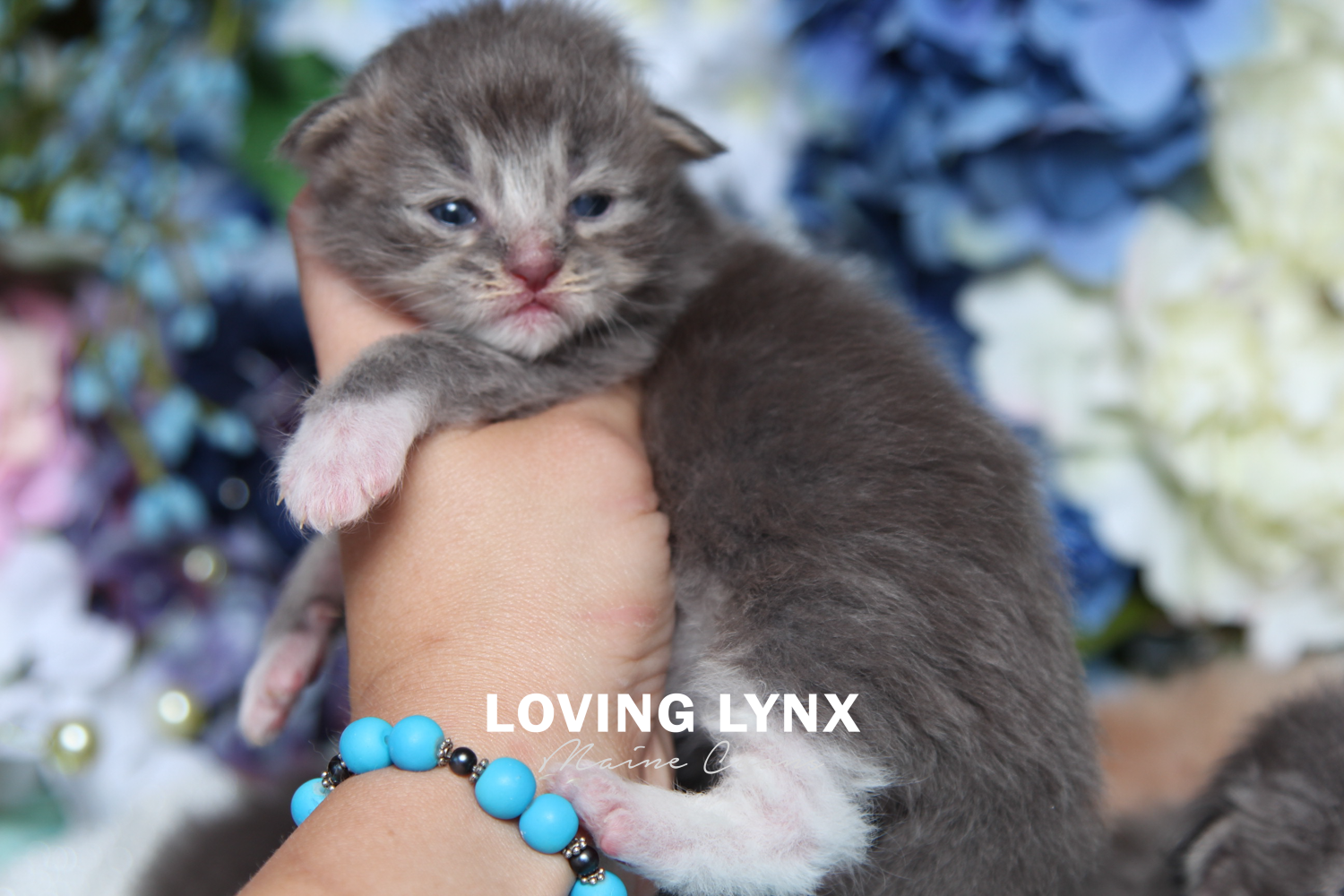 Maine Coon Kitten, Chamomile 