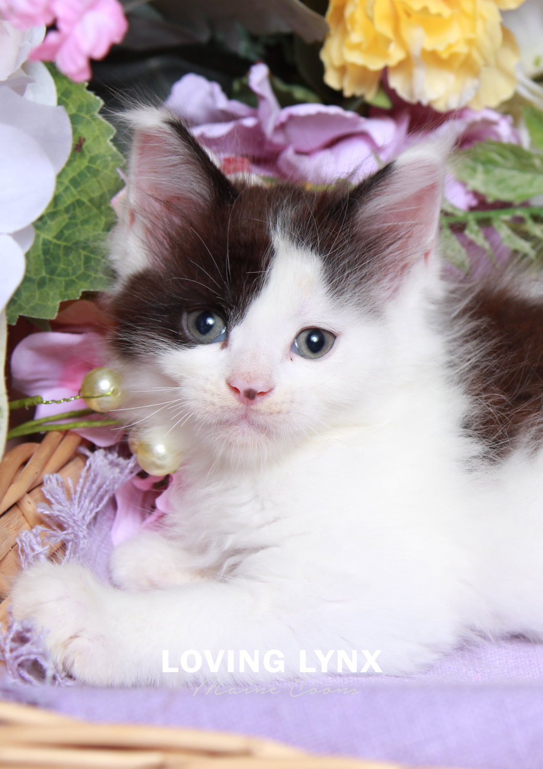 Maine Coon Kitten, Ann Darrow