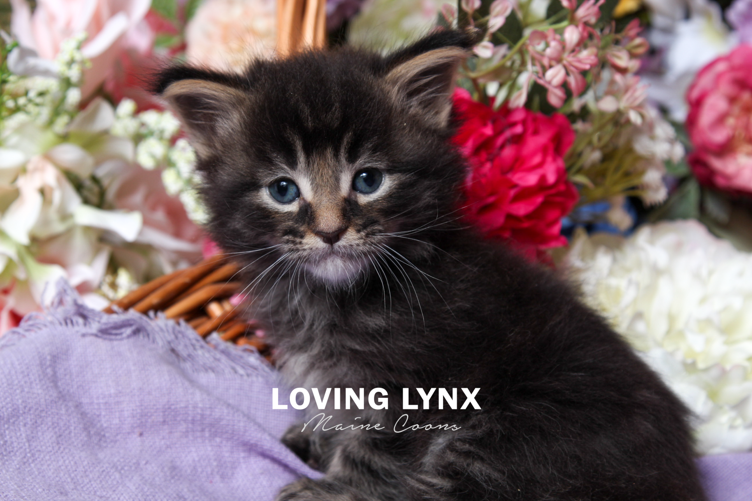 Maine Coon Kittens, Litter B