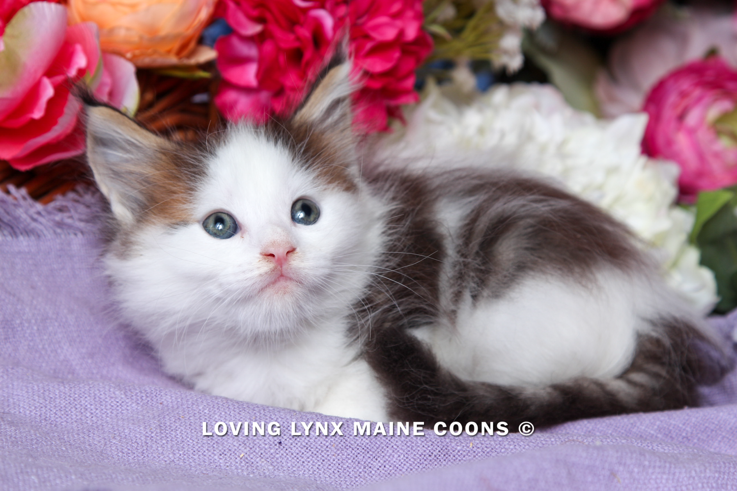 Maine Coon Kittens, Litter A